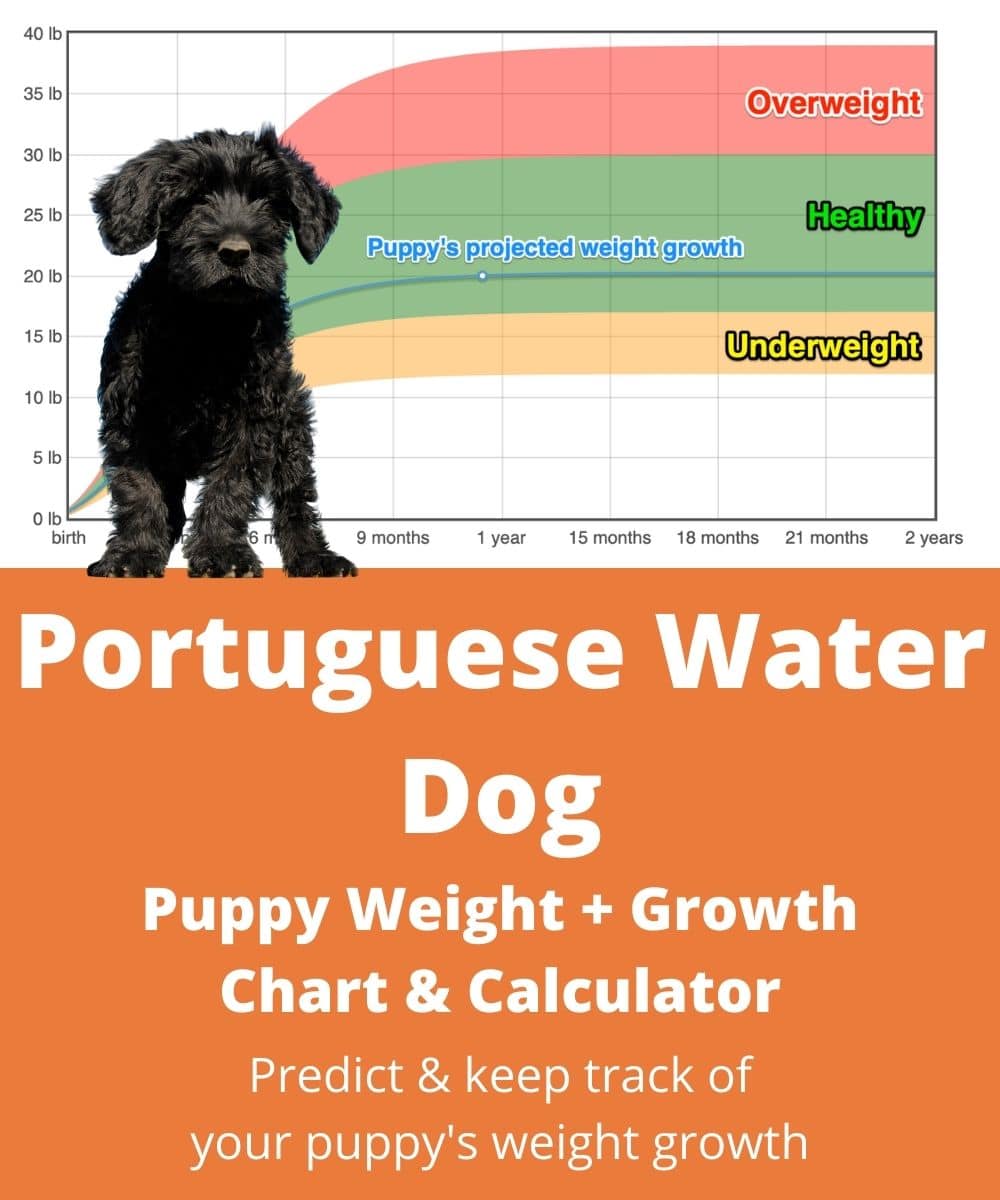 portuguese-water-dog Puppy Weight Growth Chart portuguese-water-dog Puppy Weight Growth Chart